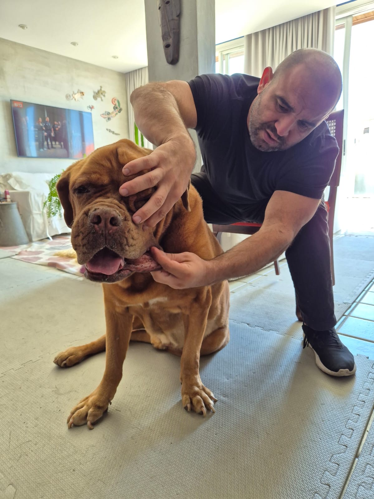 Dr. Rafael Rodrigues examinando um dogue de Bordeaux durante atendimento em casa